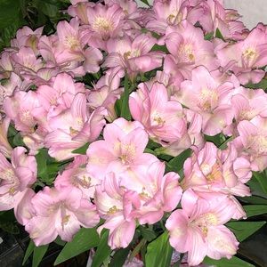 Meet your Posher, Mindy